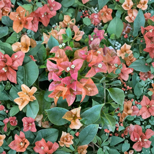 Bambino Burnt Orange Bougainvillea Live Plant – Bougainvillea ‘Bambino Burnt Orange’ | Small Rooted Starter | 3 Inch Pot | Orange Flowering Tropical Plant | Patio & Container Garden