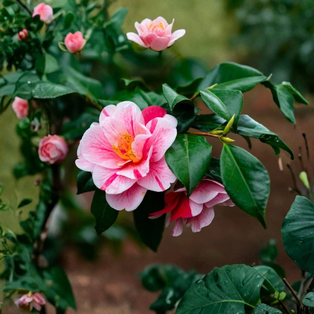 Tri Color Camellia Japonica Live Starter Plant – Camellia japonica ‘Tricolor’ | 1 Plant | Pink White & Red Variegated Blooms | Zones 7–10 | No Pot