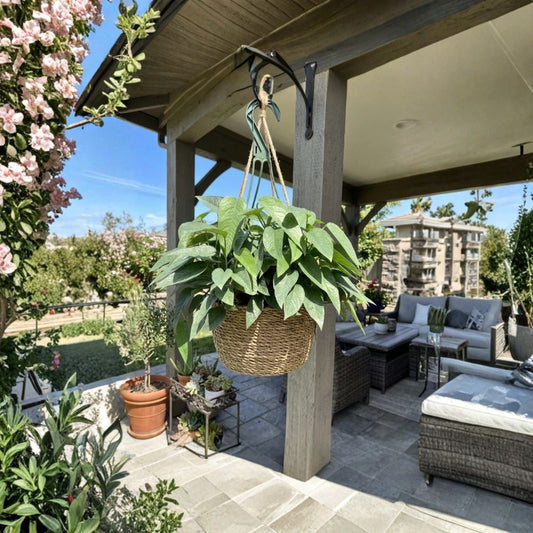 Rare Cebu Blue Pothos Live Plant | 2 Inch Pot | Rooted Climbing Houseplant | Indoor & Outdoor Friendly