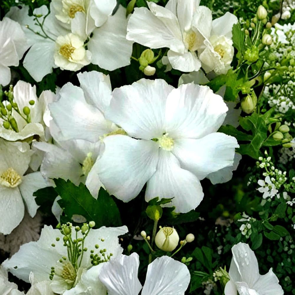 Solid White Rose of Sharon Live Plant – Hibiscus Althea Starter | 6–12 Inches Tall | Bare Root Shrub | Hardy Flowering Bush | Easy to Grow