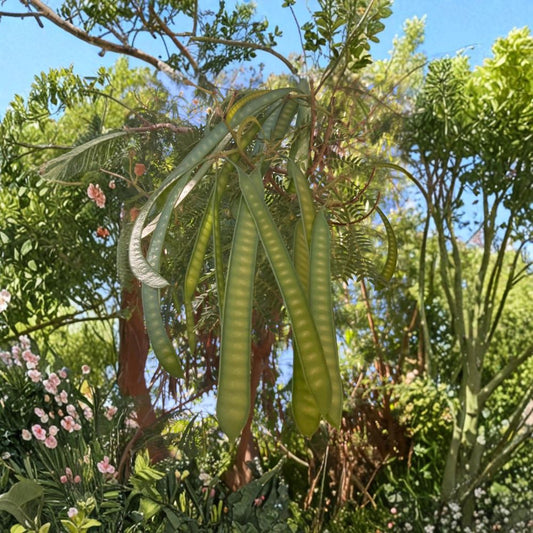 Guaje Huaje River Tamarind – Leucaena leucocephala Live Plant | Miracle Tree | Fast-Growing Nitrogen-Fixing Tree | Edible Pods | Drought Tolerant | Homestead & Garden Friendly