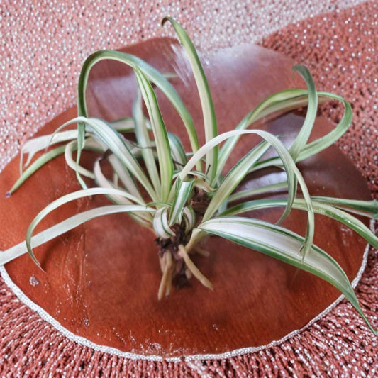 3 Live Variegated Spider Plants – Chlorophytum comosum | 4–6" Rooted Starts | Airplane Plant | Bare Root Houseplants