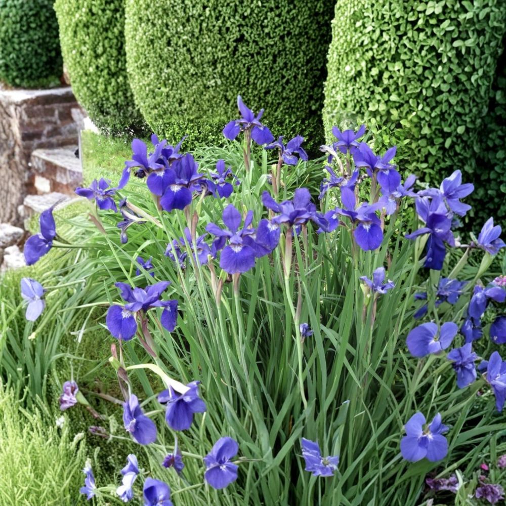 Siberian Iris Live Plants – Set of 5 Bare Root | Iris sibirica | Hardy Perennial | 24–48 Inch Flowering Garden Plant | Zones 3–9