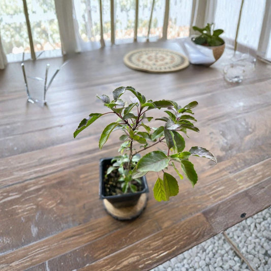 Set of 3 Holy Basil (Tulsi) Live Plants – Kapoor, Krishna & Rama Varieties | Healthy Starter Plants | Aromatic Culinary & Herbal Herb | Easy to Grow