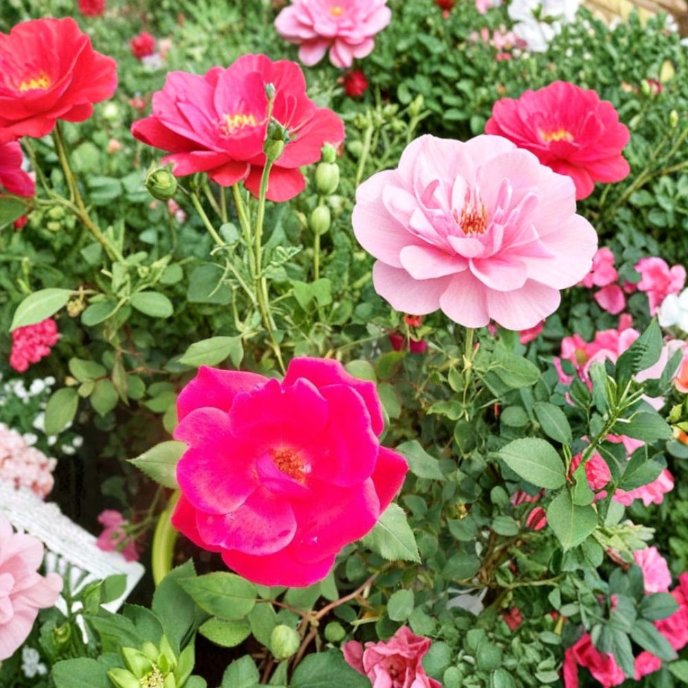 Red Knock Out® Rose Bush Live Plant – 3 Gallon Size | Cherry Red EarthKind® Shrub Rose | Disease Resistant Repeat Bloomer | Easy Care Landscape Rose | Includes Rooted Live Plant