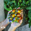 Brad's Atomic Grape Tomato – Solanum lycopersicum Seeds | 50 Organic Seeds | Multi-Colored Anthocyanin-Rich Variety | Garden & Container Friendly | Easy to Grow