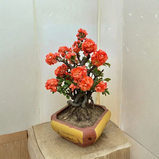 Japanese Flowering Quince ‘Sekai Ichi’ – Live Chaenomeles Bonsai Plant | 2–3 Gallon Rooted Plant | Red Orange Double Blooms | Flowering Quince Shrub | Ornamental Garden Plant