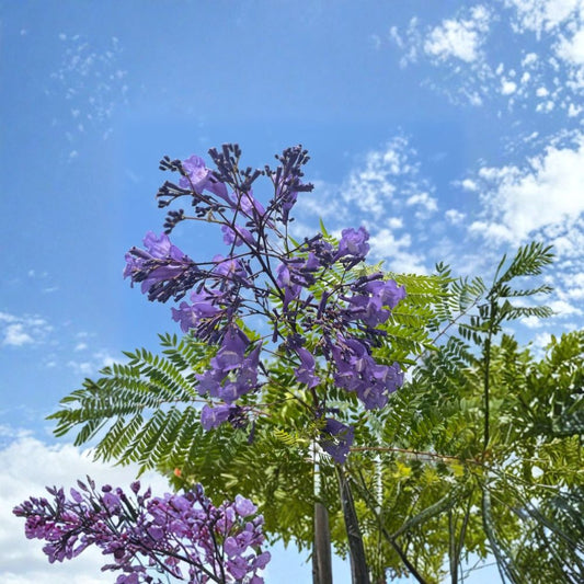 Blue Jacaranda Tree – Jacaranda mimosifolia Live Plant | 5 Inches Tall | 3 Inch Nursery Pot | Purple Flowering Ornamental Tree