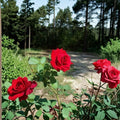 Climbing Don Juan Rose – Live Climbing Rose Plant | 5 Gallon Size | Fragrant Red Blooms | Trellis & Arbor Rose | Full Sun Garden Climber