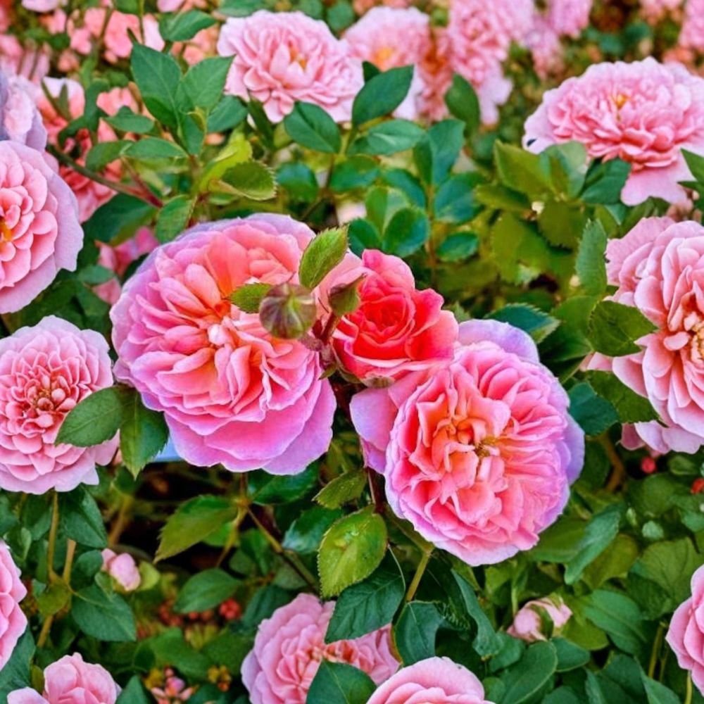 Pink Drift Rose – Live Bare Root Plant | Easy Care Groundcover Rose | Continuous Pink Blooms | Compact Landscape Rose