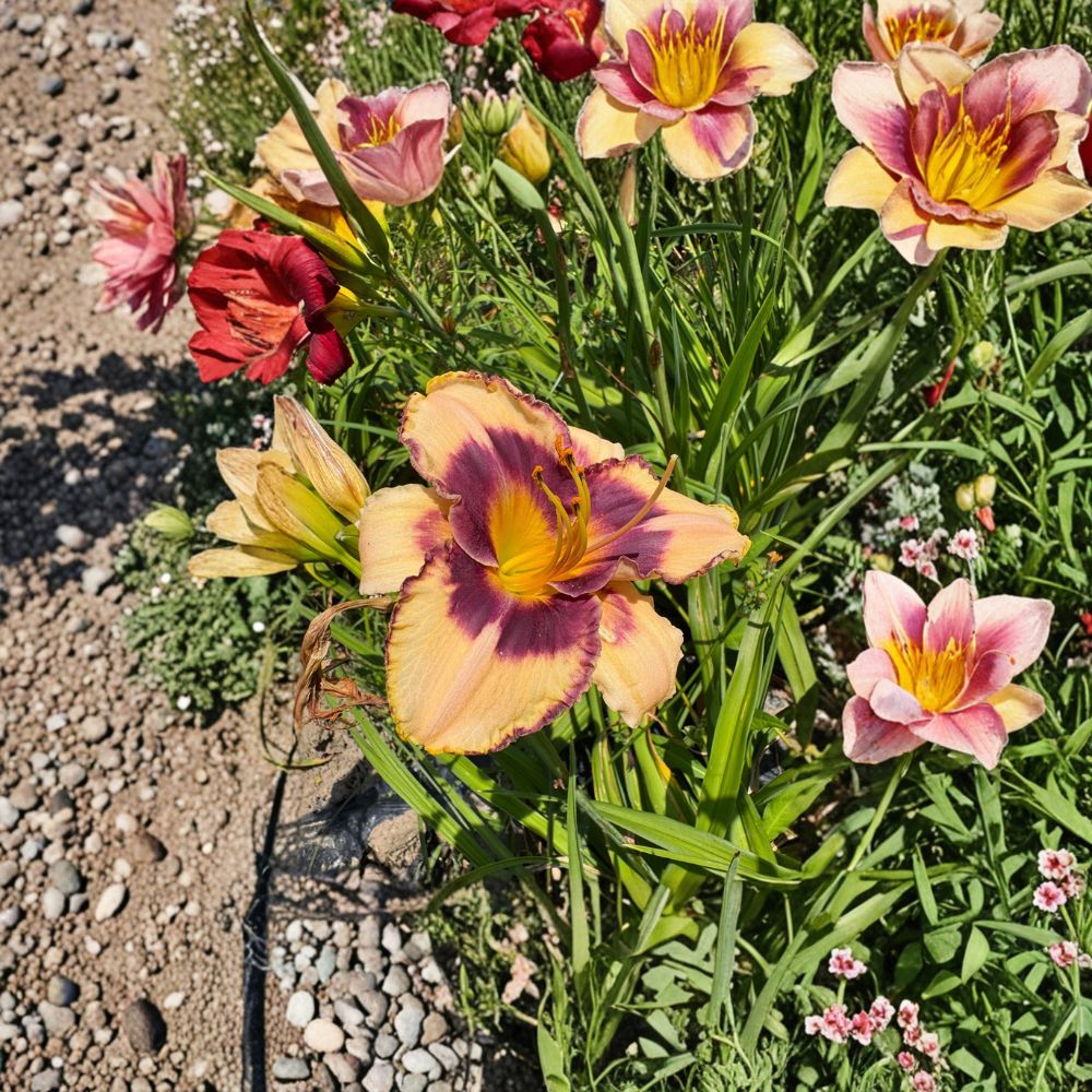Hemerocallis 'Moon Music' Daylily – 3 Bare Root Plants | Grade #1 Roots | Hardy Perennial Flower | Easy to Grow | Garden Favorite