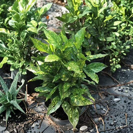 Gold Dust Variegated Aucuba – Live Plant | Aucuba japonica Variegata | 2.5 Quart Nursery Pot | Spotted Laurel | Evergreen Shade Shrub | Gold & Green Foliage | Zones 7–9