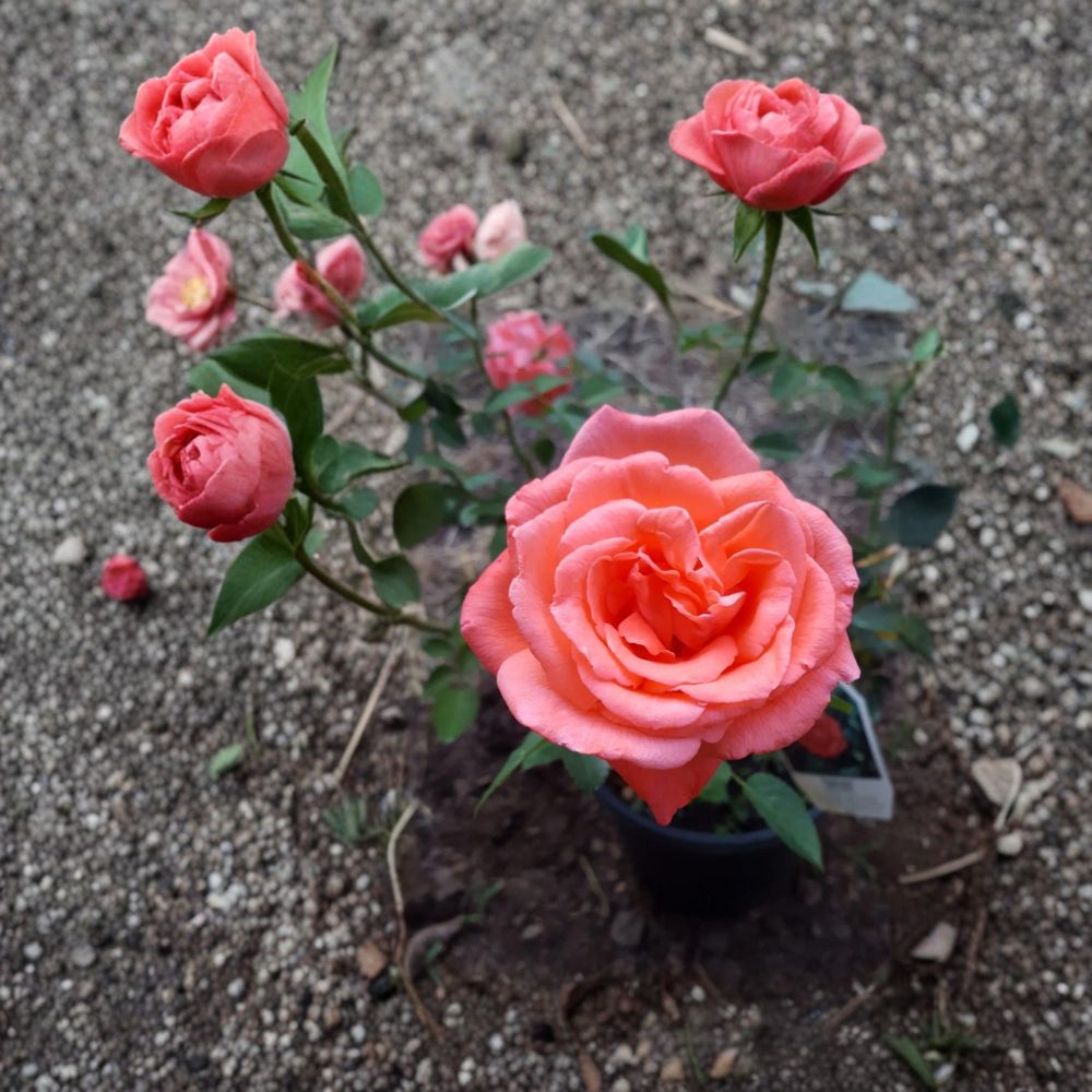 Tropicana Hybrid Tea Rose Live Plant – 3 Gallon Size | Vibrant Orange Rose Bush | Fragrant Large Blooms | Repeat Flowering Garden Rose | Includes Rooted Live Plant