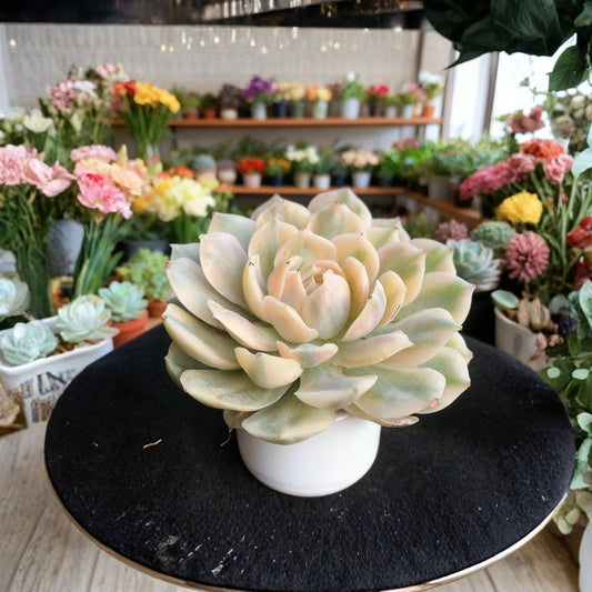 Echeveria Onslow Variegated – Rare Live Succulent Plant | 3 Inch Rosette | Bare Root | Yellow Green Variegated Foliage | Collector Succulent