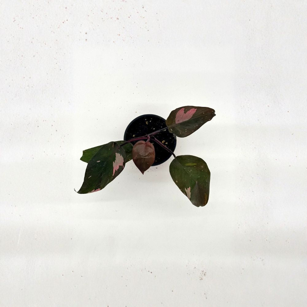 Philodendron Pink Princess Live Plant – Philodendron erubescens ‘Pink Princess’ | 4 Inch Pot | Rare Pink Variegated Houseplant | Climbing Tropical Plant | Collector Gift