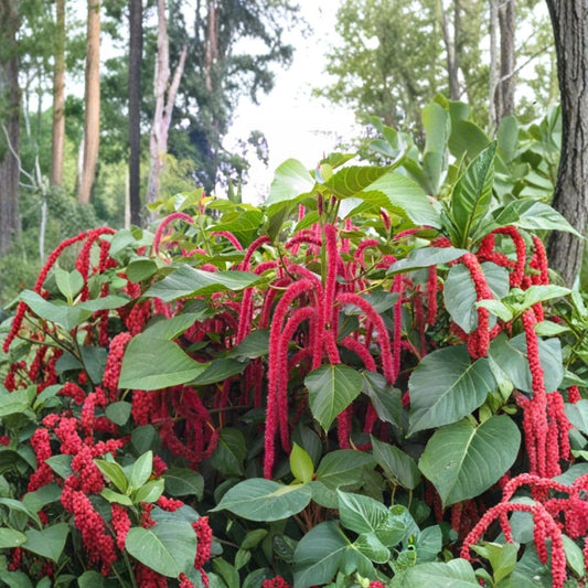 Chenille Firetail Acalypha – 3 Live Starter Plants | 4–6 Inches Tall | Ships Without Pot | Red Cat Tail Tropical Shrub