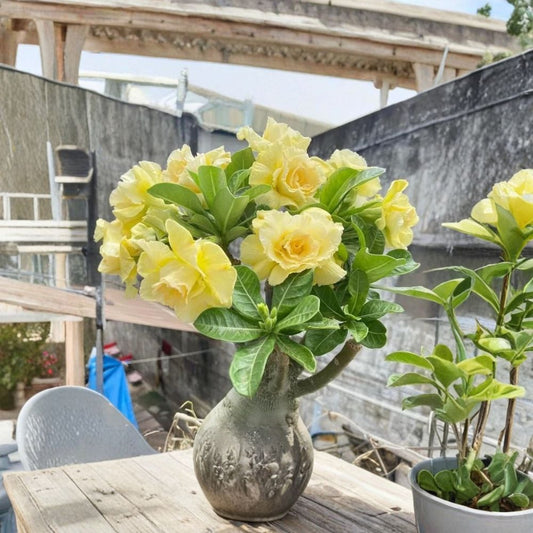 Double Yellow Desert Rose Live Plant – Adenium obesum | Rooted Starter | Yellow Double Blooms | No Pot | Drought Tolerant Succulent