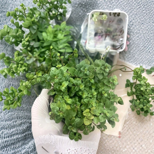 Oregano Live Plant – Origanum vulgare | 4 Inches Tall | Includes Nursery Pot Culinary Herb Starter | Indoor & Outdoor Garden Friendly | Easy to Grow