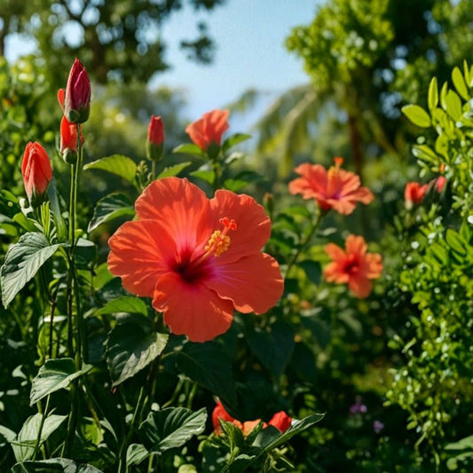 Live Tropical Hibiscus ‘Figi Island’ Plant | 6" Outdoor Flowering Plant | Full Sun | USDA Zone 9 | Tropical Garden Plant