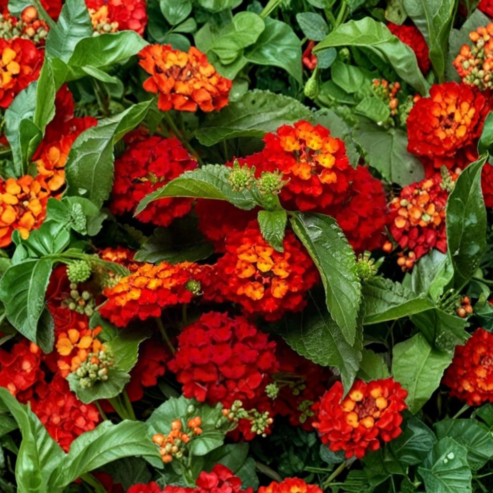 Pack of 2 Red Lantana Live Plants – 4 to 6 Inches Tall | Ships Bare Root | Bright Red Flowering Shrub | Pollinator Friendly | Easy to Grow