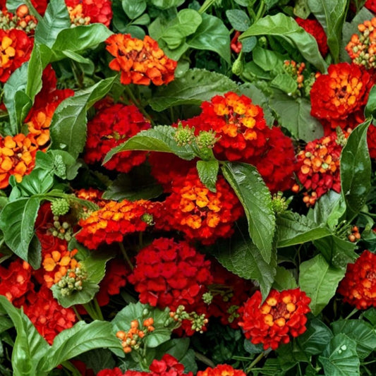 Pack of 2 Red Lantana Live Plants – 4 to 6 Inches Tall | Ships Bare Root | Bright Red Flowering Shrub | Pollinator Friendly | Easy to Grow