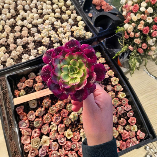Imported Succulent Maggie Aeonium Live Plant – 1 Piece | Rare Aeonium Succulent | Bare Root | Easy Care Houseplant