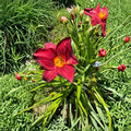 Hemerocallis 'Chicago Brave' Daylily – 3 Bare Root Plants | Grade #1 Roots | Hardy Perennial Flower | Easy to Grow | Garden Favorite