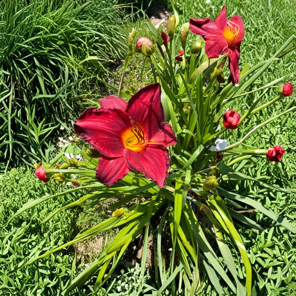 Hemerocallis 'Chicago Brave' Daylily – 3 Bare Root Plants | Grade #1 Roots | Hardy Perennial Flower | Easy to Grow | Garden Favorite