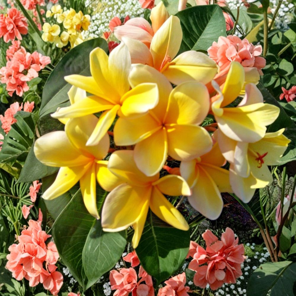 Yellow Plumeria Live Cutting – Frangipani | Fresh Tropical Flower Cutting | Fragrant Blooming Plant | Easy to Root