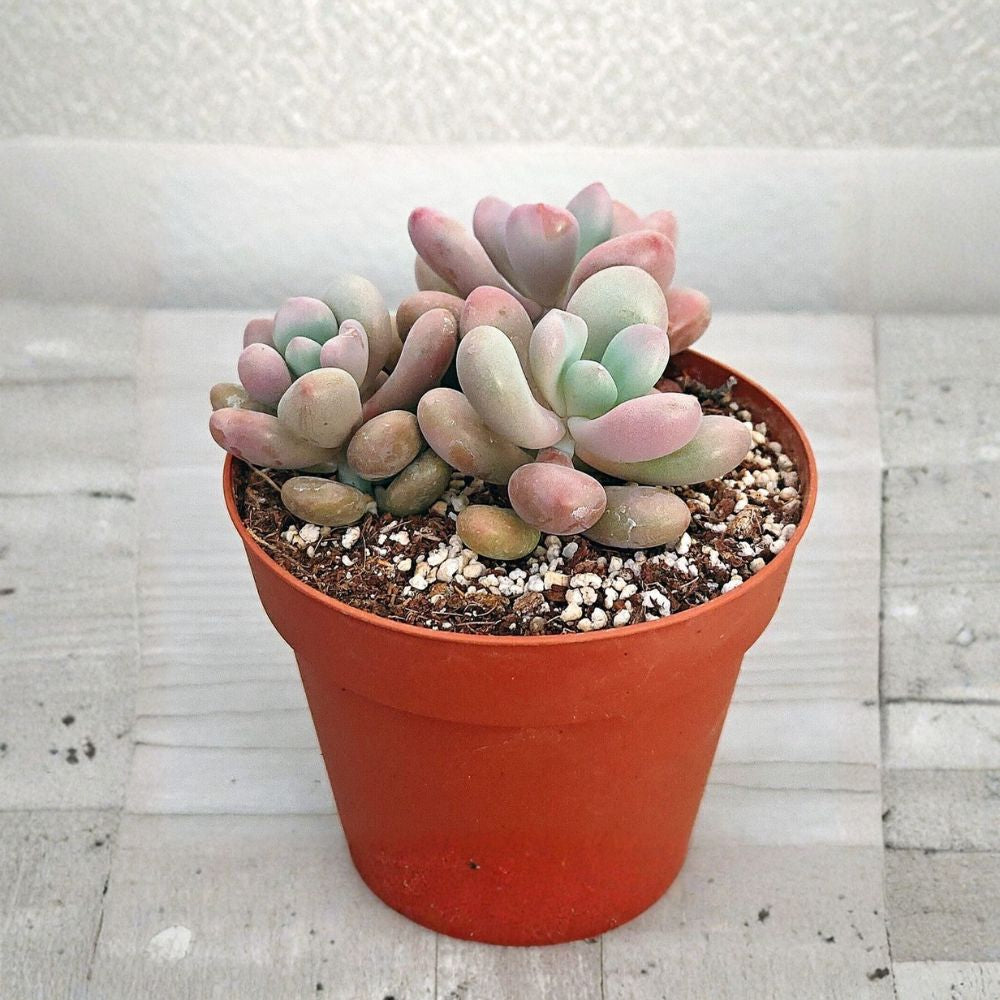 Pink Moonstone Succulent Live Plant | 4 Inch Pot | Pachyphytum oviferum | Easy Care Houseplant | Pet Friendly