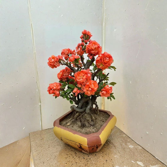 Live Japanese Flowering Quince ‘Sekai Ichi’ – Chaenomeles ‘Sekai Ichi’ | 2–3 Gal Plant | Large Red-Orange Double Blooms | Flowering Shrub