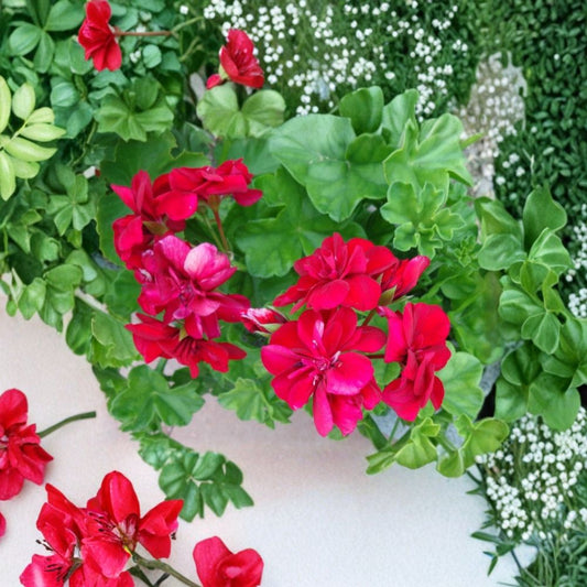 Rose Red Citronella Ivy Geranium – 3 Fresh Live Cuttings | Pelargonium peltatum | Fragrant Rose Red Flowers | Rooting Starter | Easy Care | USDA Zones 5–10