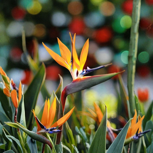 Orange Bird of Paradise Live Plants – 2 Pack | Strelitzia reginae | Tropical Flowering Plant | Greenhouse Grown | Live Plant Gift