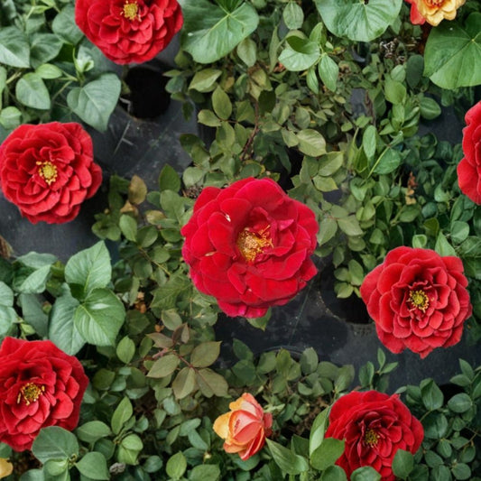 Mr. Lincoln Rose – Hybrid Tea Rose Live Plant | 2 Gallon Size | Deep Red Fragrant Blooms | Classic Garden Rose | Full Sun Landscape Shrub