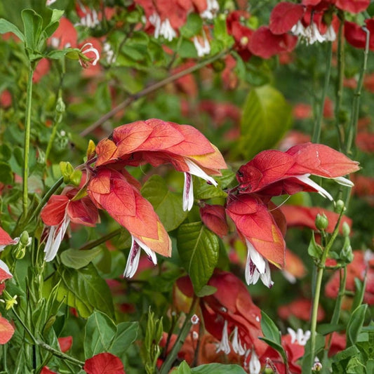 Red Shrimp Plant – Live Justicia brandegeeana | 4–6 Inch Starter | Tropical Flowering Plant | Red Shrimp-Like Bracts | No Pot