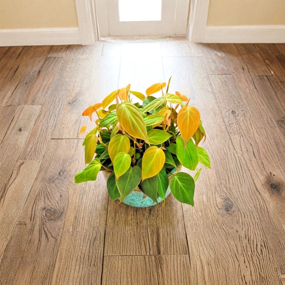Philodendron Micans Live Plant – Philodendron hederaceum ‘Micans’ | 3 Inch Pot | Rooted Starter Plant | Velvety Heart-Shaped Leaves | Trailing Indoor Houseplant | Easy Care