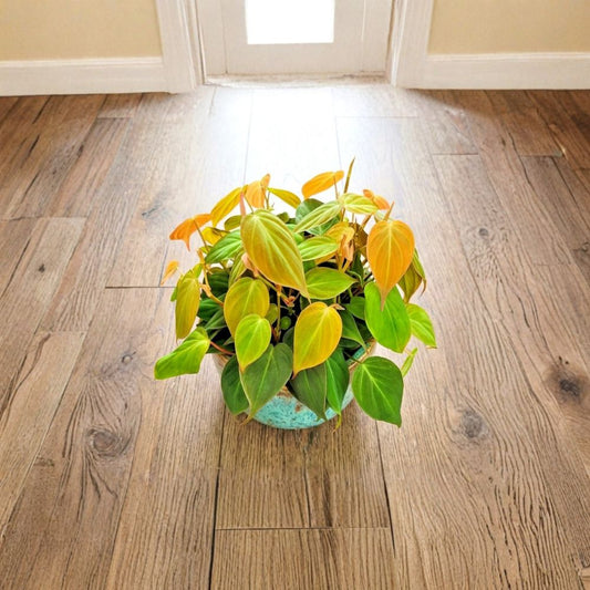 Philodendron Micans Live Plant – Philodendron hederaceum ‘Micans’ | 3 Inch Pot | Rooted Starter Plant | Velvety Heart-Shaped Leaves | Trailing Indoor Houseplant | Easy Care