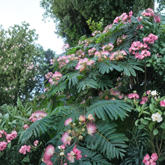 Pink Mimosa Tree Live Plants – 4 Inch Saplings | 3 Bare Root Heirloom Seedlings | Fast Growing Flowering Tree | Hardy Outdoor Garden Plant | Easy to Grow