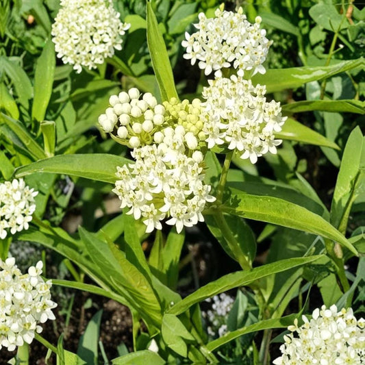 White Milkweed Live Plants – Set of 2 | 4–6 Inch Starter Plants | White Flowers | Butterfly Garden Plant | Perennial Pollinator Plant