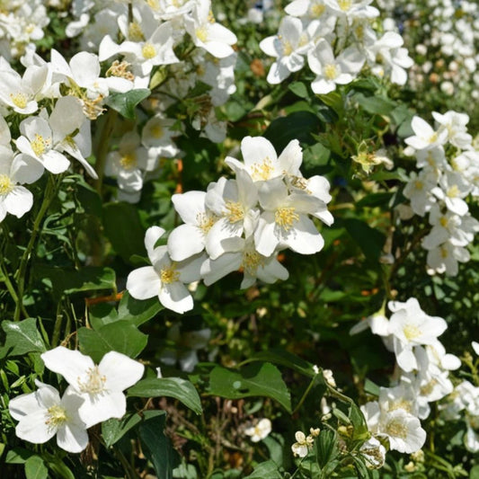 Mock Orange Live Plant – Philadelphus Flowering Shrub | Large Nursery Pot | Fragrant White Flowers | Ornamental Garden Shrub | Cottage Garden Favorite