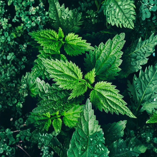 Organic Stinging Nettle – Urtica dioica Live Plant | 3 Inch Pot | Edible Herb | Survival Garden | Easy to Grow