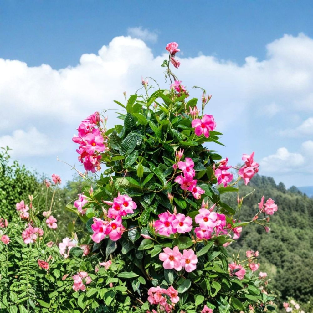 Pink Mandevilla Live Plants – Mandevilla Vine | 2 Starter Plants | 4–6 Inches Tall | Bare Root Tropical Flowering Vine