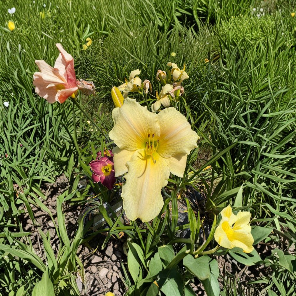 Hemerocallis 'Seneca Glistening Ice' Daylily – 3 Bare Root Plants | Grade #1 Roots | Hardy Perennial Flower | Easy to Grow | Garden Favorite