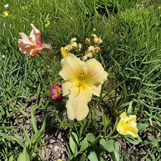 Hemerocallis 'Seneca Glistening Ice' Daylily – 3 Bare Root Plants | Grade #1 Roots | Hardy Perennial Flower | Easy to Grow | Garden Favorite