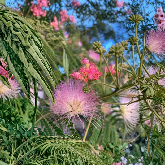 Pink Mimosa Live Plant – Albizia julibrissin | 6–12 Inch Starter Tree | Silktree | Fragrant Pink Flowers | USDA Zones 6–9