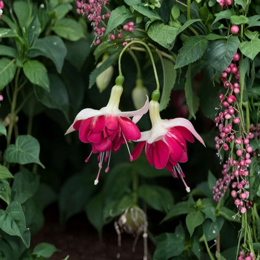 7th Heaven Fuchsia Plant – Live Fuchsia Hybrid | 6 Inch Pot | Trailing Flowering Plant | Colorful Pendulous Blooms | Hanging Basket Plant