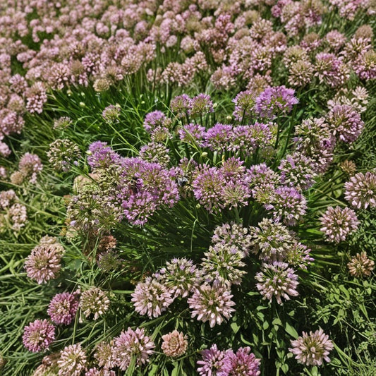 Millennium Allium – 6 Live Plants | 10–12 Inches Tall | Purple Flowering Perennial | Pollinator Friendly