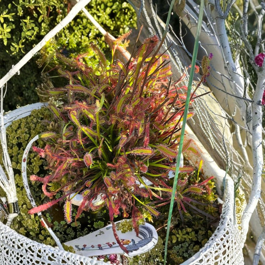 Drosera Capensis ‘Big Pink’ Live Plant – Bare Root | Cape Sundew Carnivorous Plant | Pink Sundew Variety | Easy Care Insect-Eating Plant | Terrarium & Indoor Garden