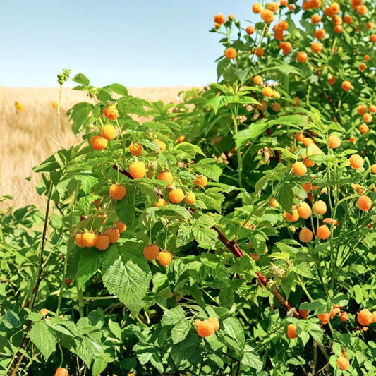 Live Raspberry ‘Fall Gold’ Plant – Rubus idaeus | 4–6" Starter Cane | Golden Yellow Raspberries | Edible Berry Plant | No Pot