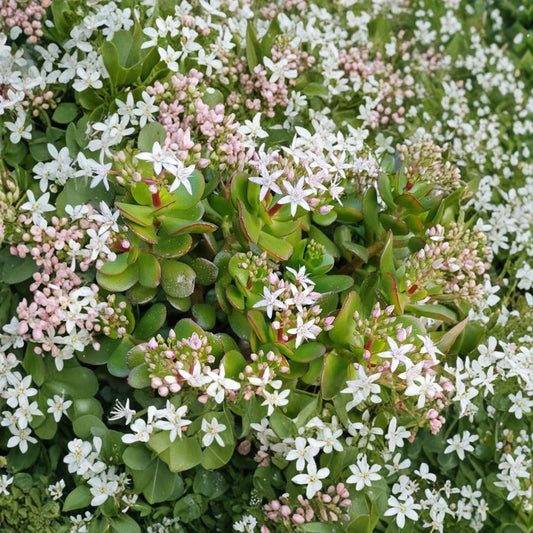 Live Jade Plant | Crassula ovata | 5 Inches Tall | 2 Inch Pot | Succulent Houseplant | Easy Care Indoor Plant